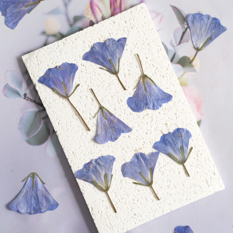 Beauty Makeup Bridal - 12pcs/3-5cm, Bunga Bluebell Alami Embossed Kering