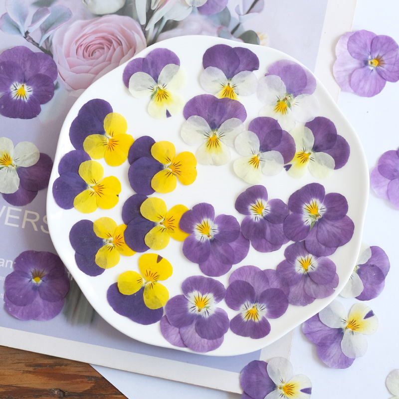 12 pcs, Bunga Pansy Kering Ala - Beauty Makeup Bridal ulasan dan harga