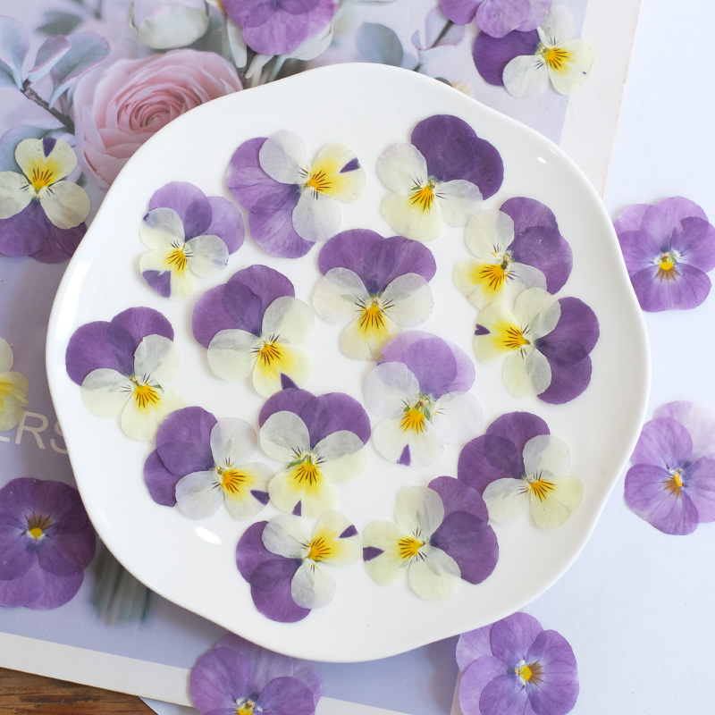 12 pcs, Bunga Pansy Kering Ala - Beauty Makeup Bridal ulasan dan harga