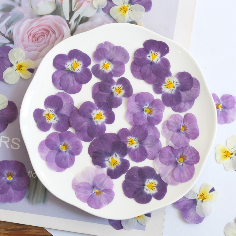 12 pcs, Bunga Pansy Kering Ala - Beauty Makeup Bridal ulasan dan harga